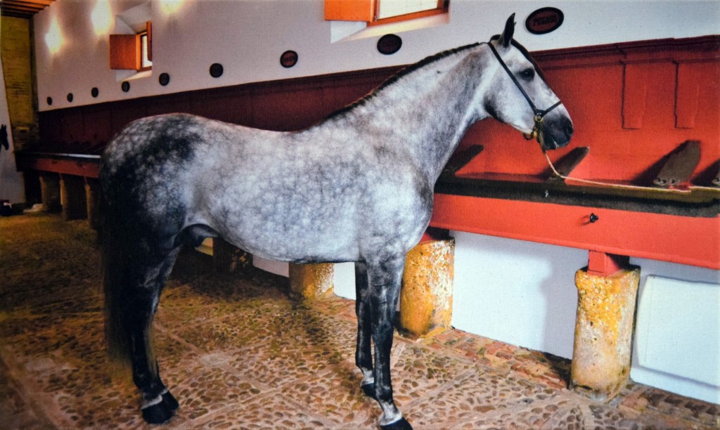 Foto: Pegaso - Carmona (Sevilla), España