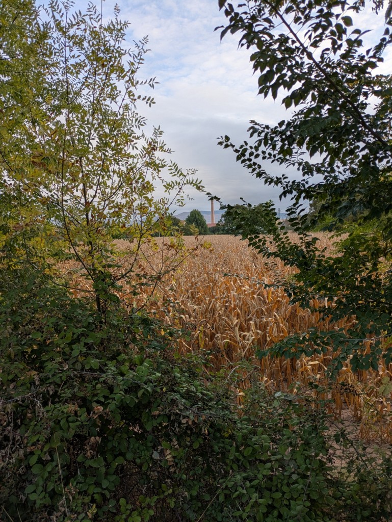 Foto: Camino de las Cruces - Calatayud (Zaragoza), España