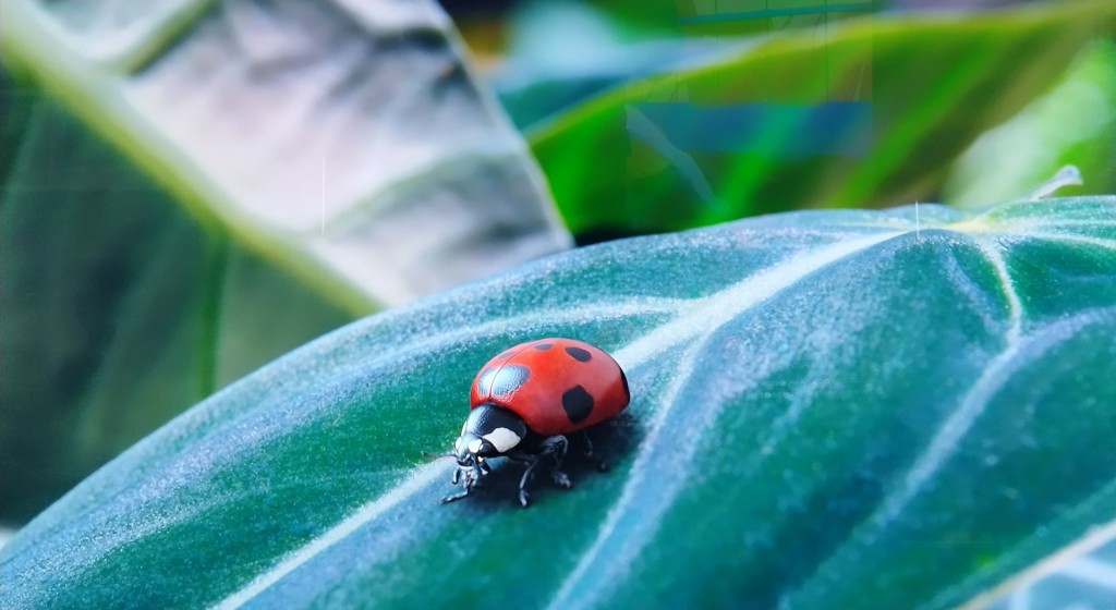 Foto: Naturaleza - Jerez de la Frontera (Cádiz), España