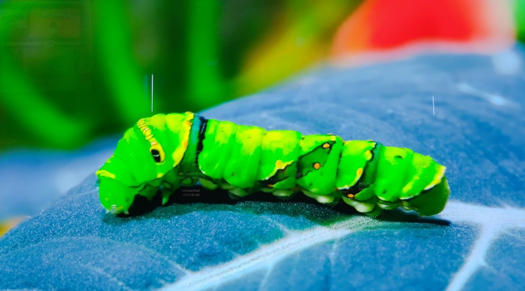 Foto: Naturaleza - Jerez de la Frontera (Cádiz), España