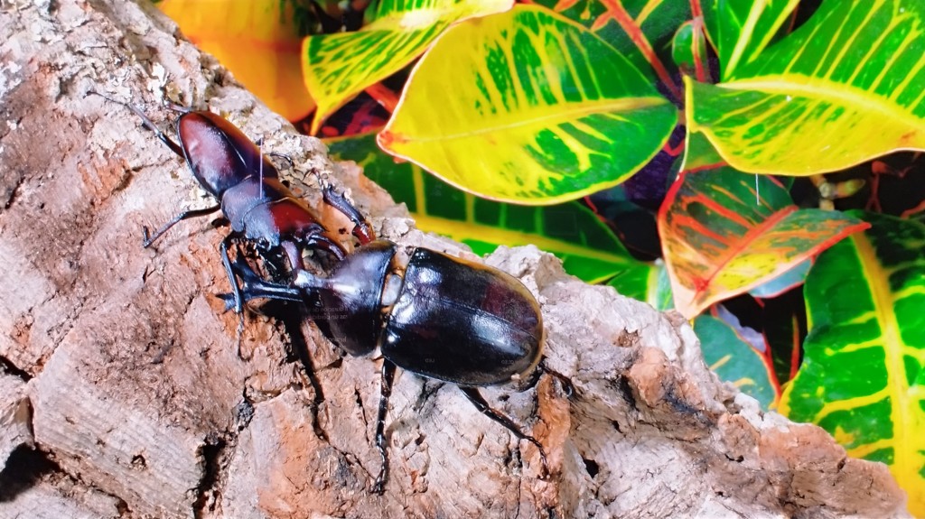 Foto: Naturaleza - Jerez de la Frontera (Cádiz), España