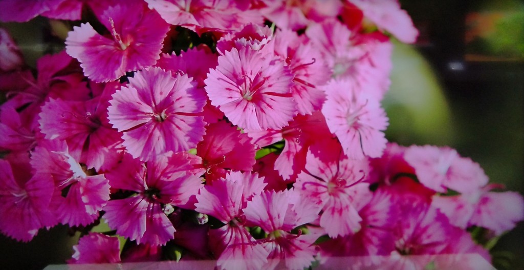 Foto: Naturaleza - Jerez de la Frontera (Cádiz), España