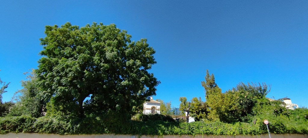 Foto: En Carretera Villanueva - Espartinas (Sevilla), España