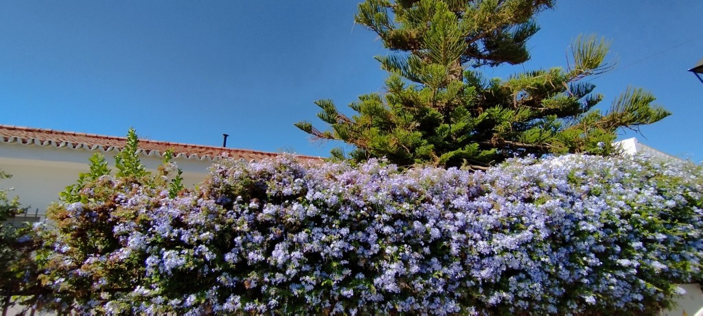 Foto: Motivos florales - Espartinas (Sevilla), España