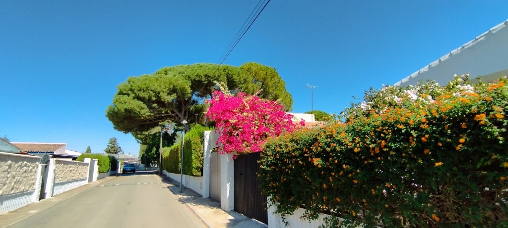 Foto: Bajo el Pino - Espartinas (Sevilla), España