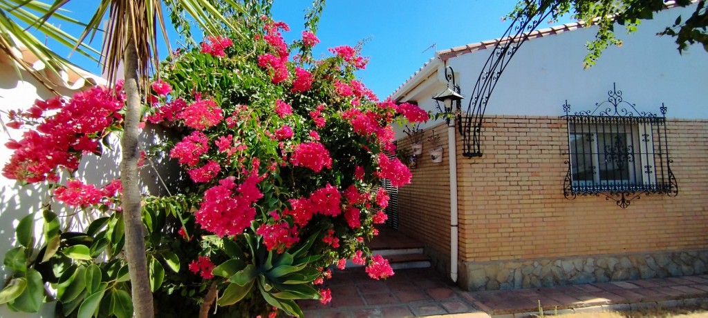 Foto: Buganvillas - Espartinas (Sevilla), España