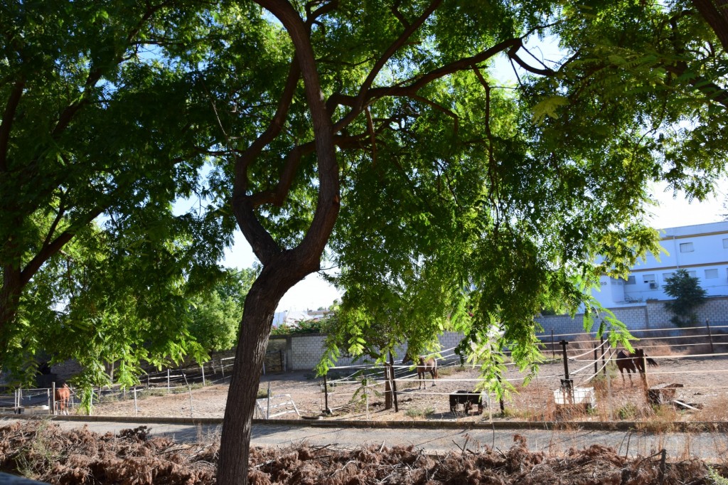 Foto: Caballos - Villanueva del Ariscal (Sevilla), España