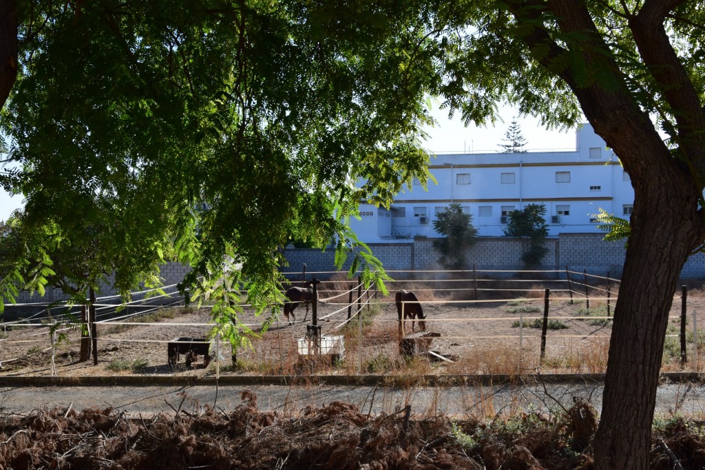 Foto: Caballos - Villanueva del Ariscal (Sevilla), España