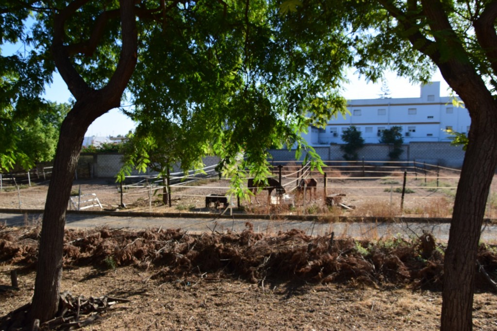 Foto: Caballos - Villanueva del Ariscal (Sevilla), España
