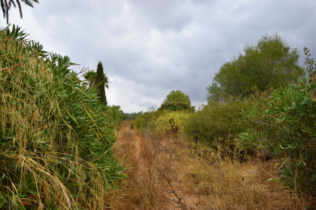 Foto: Ermita de Castilleja de Talhara - Benacazón (Sevilla), España