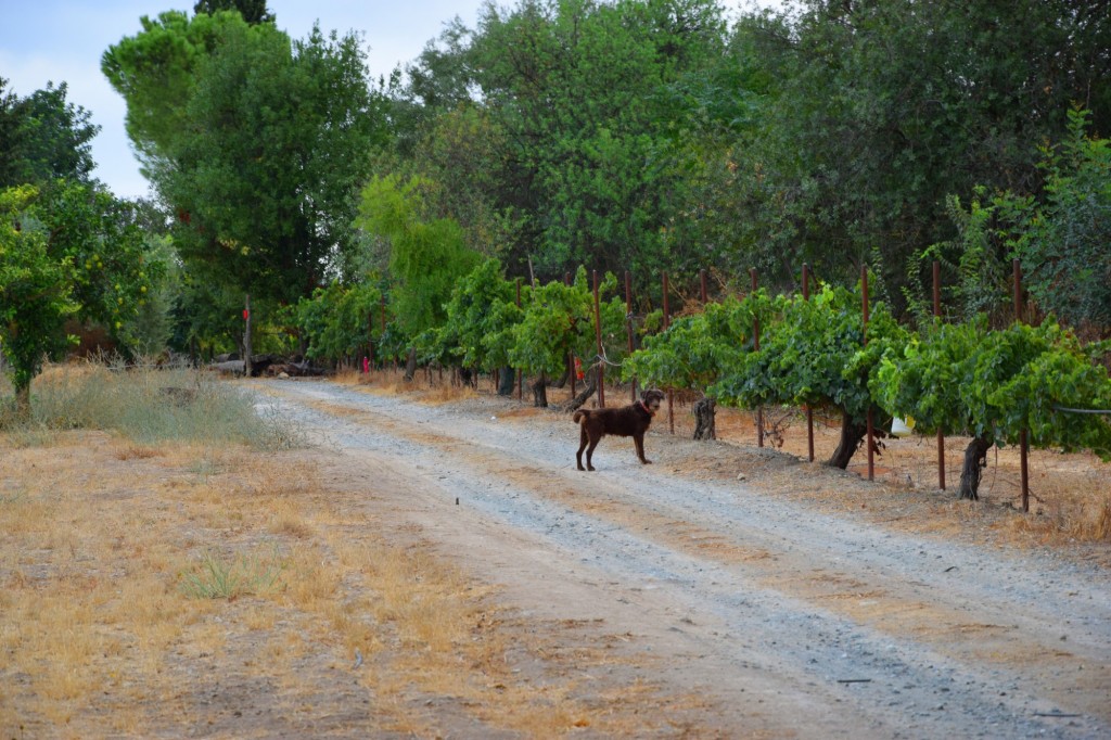 Foto: Hacienda de Castilleja de Talhara - Benacazón (Sevilla), España