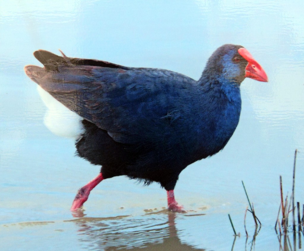 Foto de Los Palacios y Villafranca (Sevilla), España