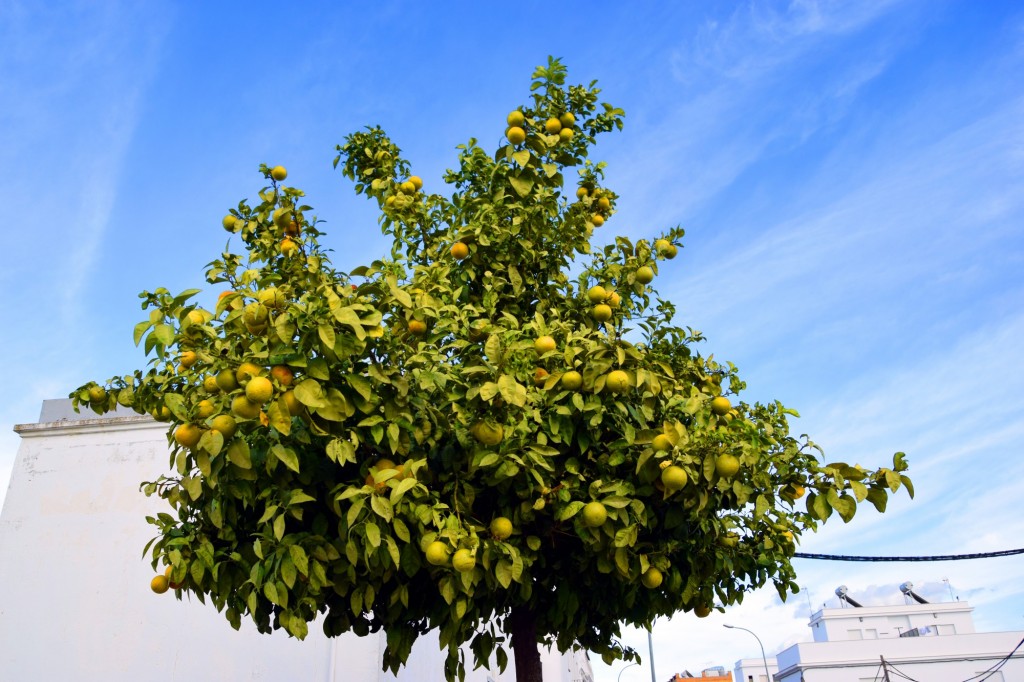 Foto: Cítricos - Los Palacios y Villafranca (Sevilla), España