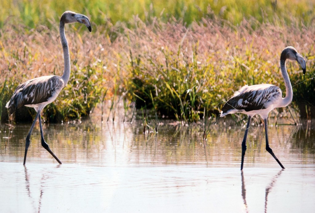 Foto de Los Palacios y Villafranca (Sevilla), España