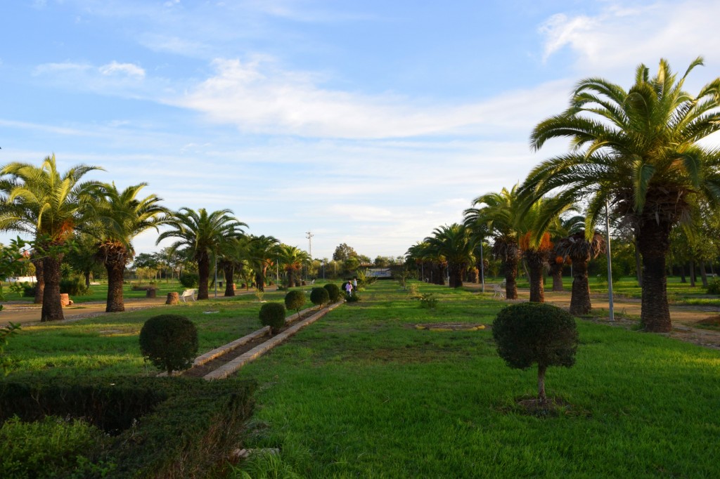 Foto: Palmeras - Los Palacios y Villafranca (Sevilla), España