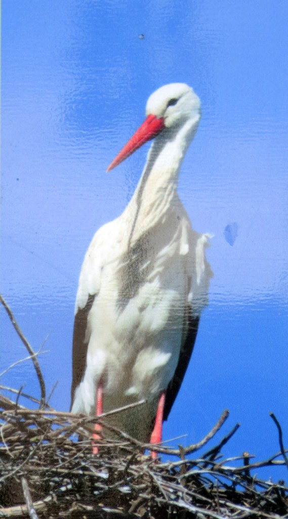 Foto de Los Palacios y Villafranca (Sevilla), España