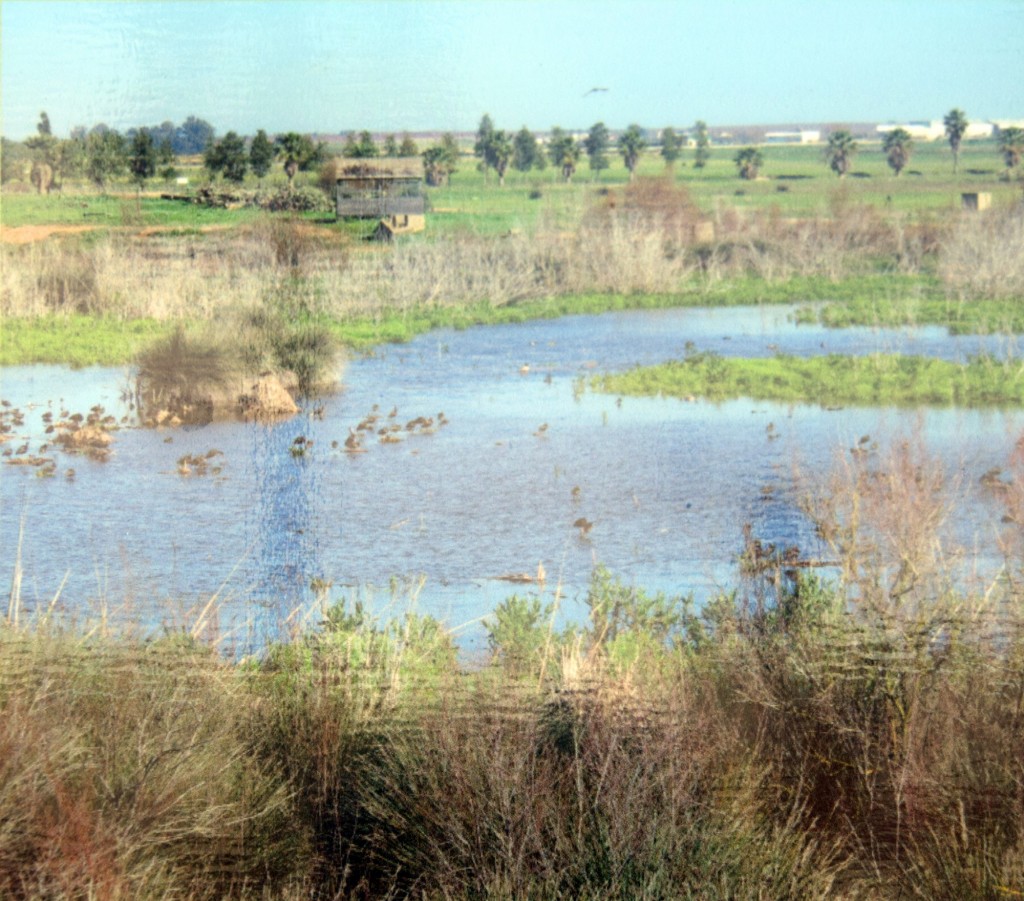 Foto de Los Palacios y Villafranca (Sevilla), España
