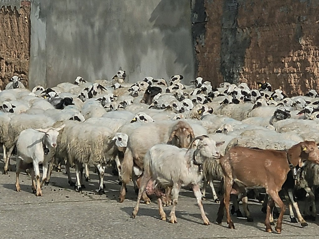 Foto: Rebaño - Baños de Cerrato (Palencia), España