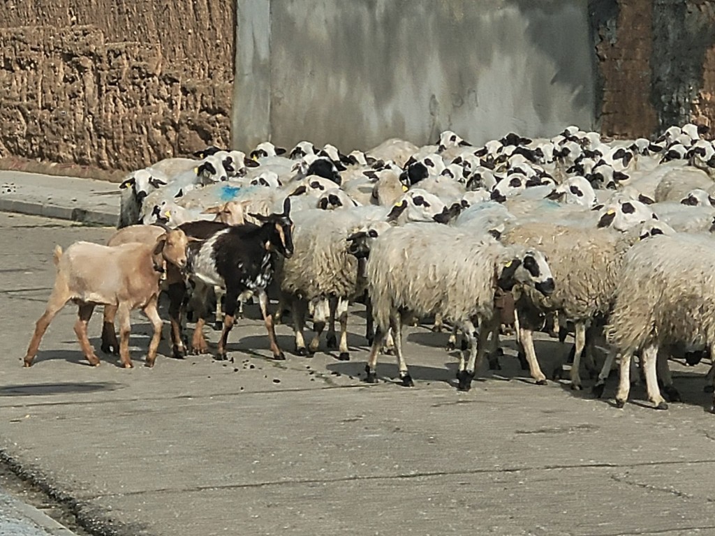 Foto: Rebaño - Baños de Cerrato (Palencia), España