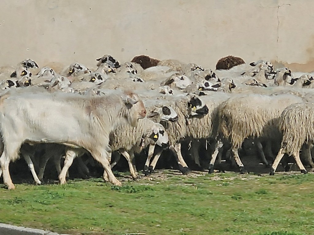 Foto: Rebaño - Baños de Cerrato (Palencia), España