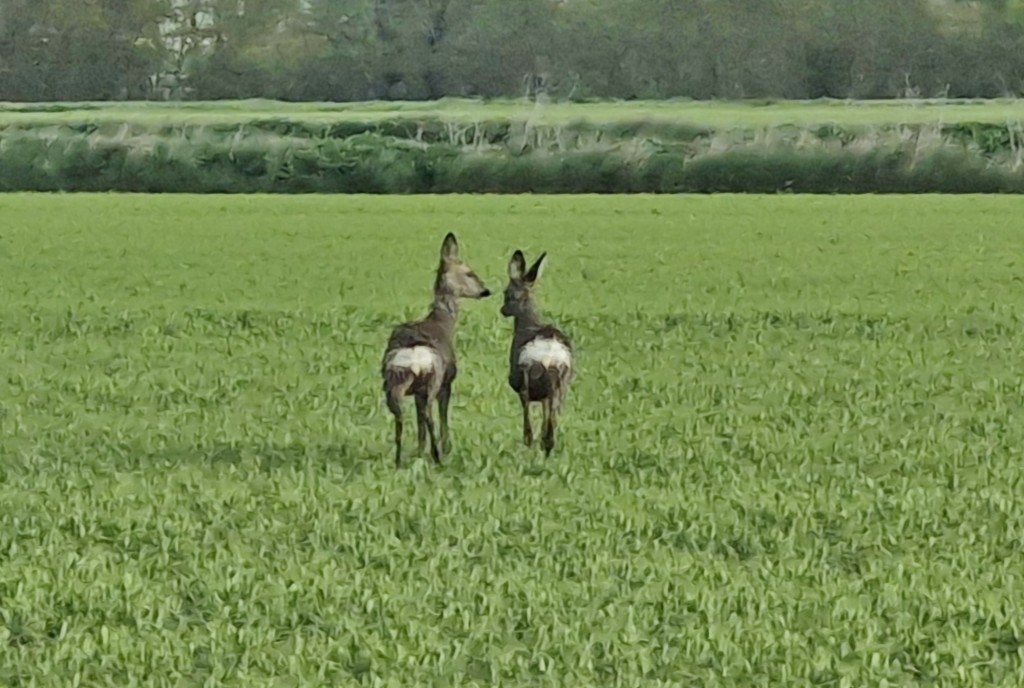 Foto: Naturaleza - Fuentes de Nava (Palencia), España