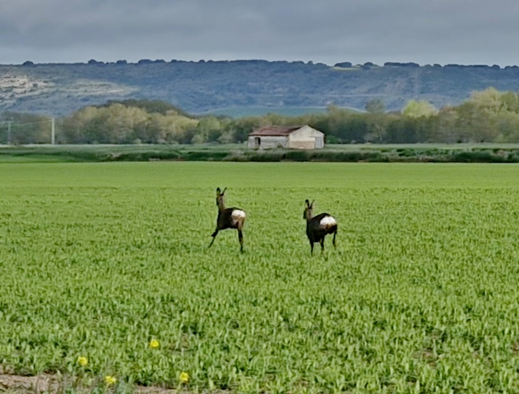 Foto: Naturaleza - Fuentes de Nava (Palencia), España