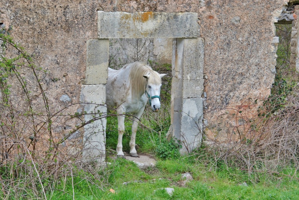 Foto: Caballo - Cervera de Pisuerga (Palencia), España