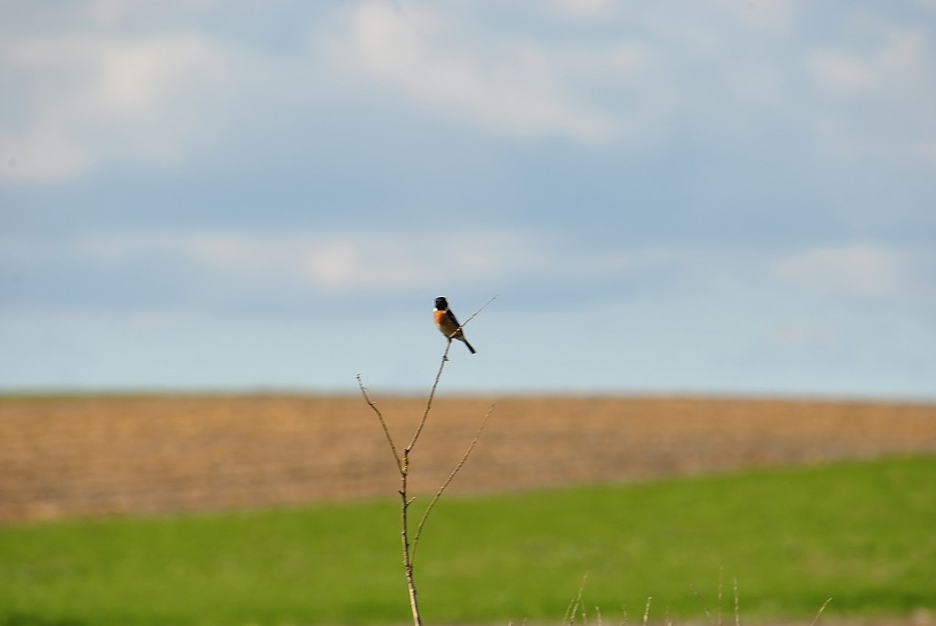 Foto: Canal de Castilla - Frómista (Palencia), España