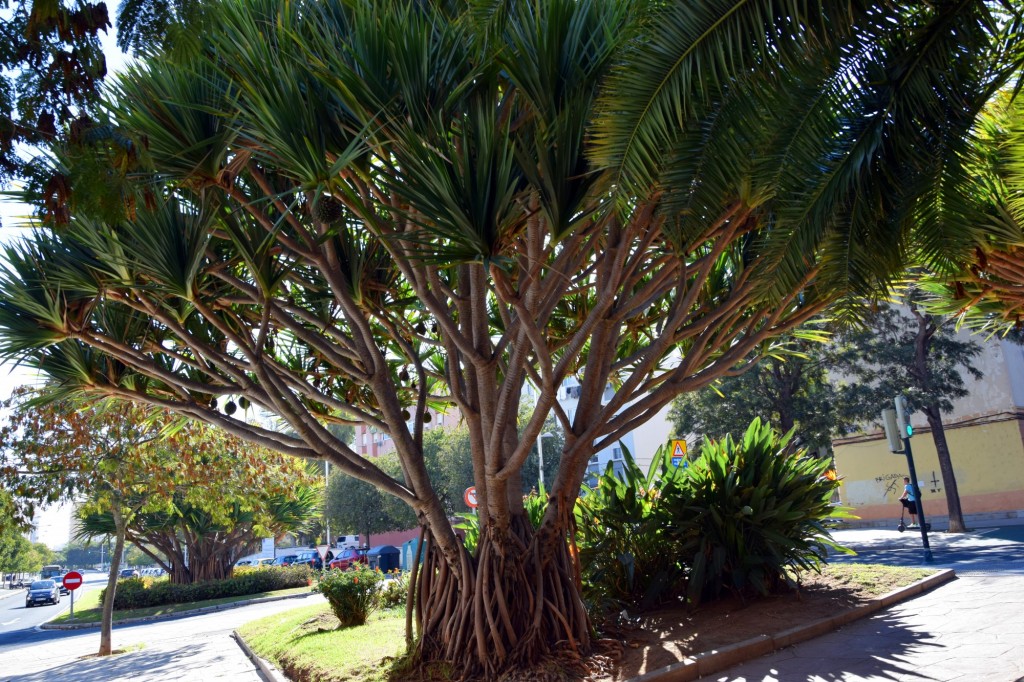 Foto de Cádiz (Andalucía), España