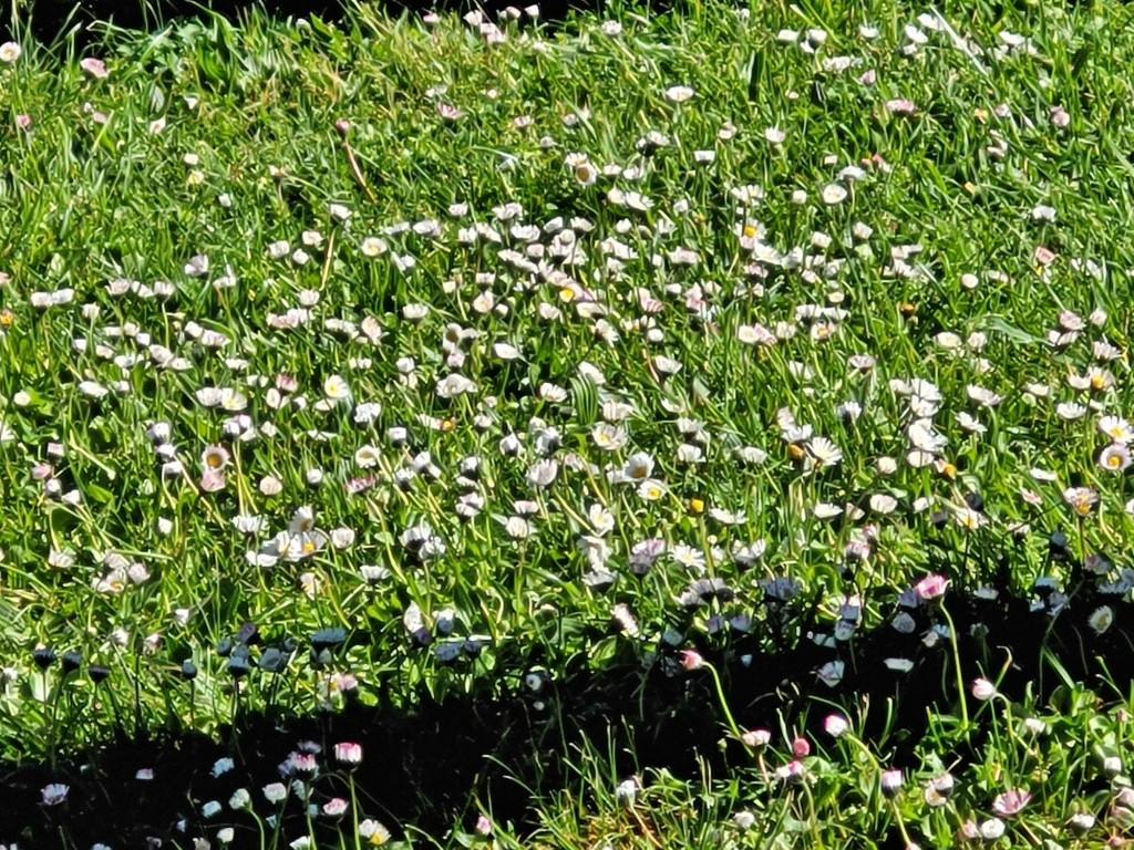 Foto: Prado - Olleros de Pisuerga (Palencia), España