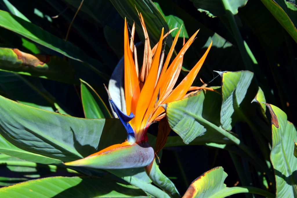 Foto: Parque INEM - Cádiz (Andalucía), España