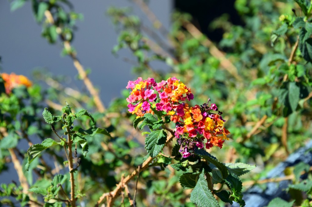 Foto: Parque de los Ingleses - Cádiz (Andalucía), España