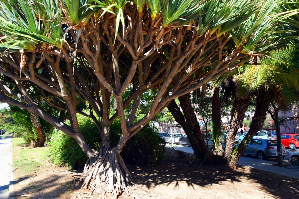 Foto: Parque INEM - Cádiz (Andalucía), España