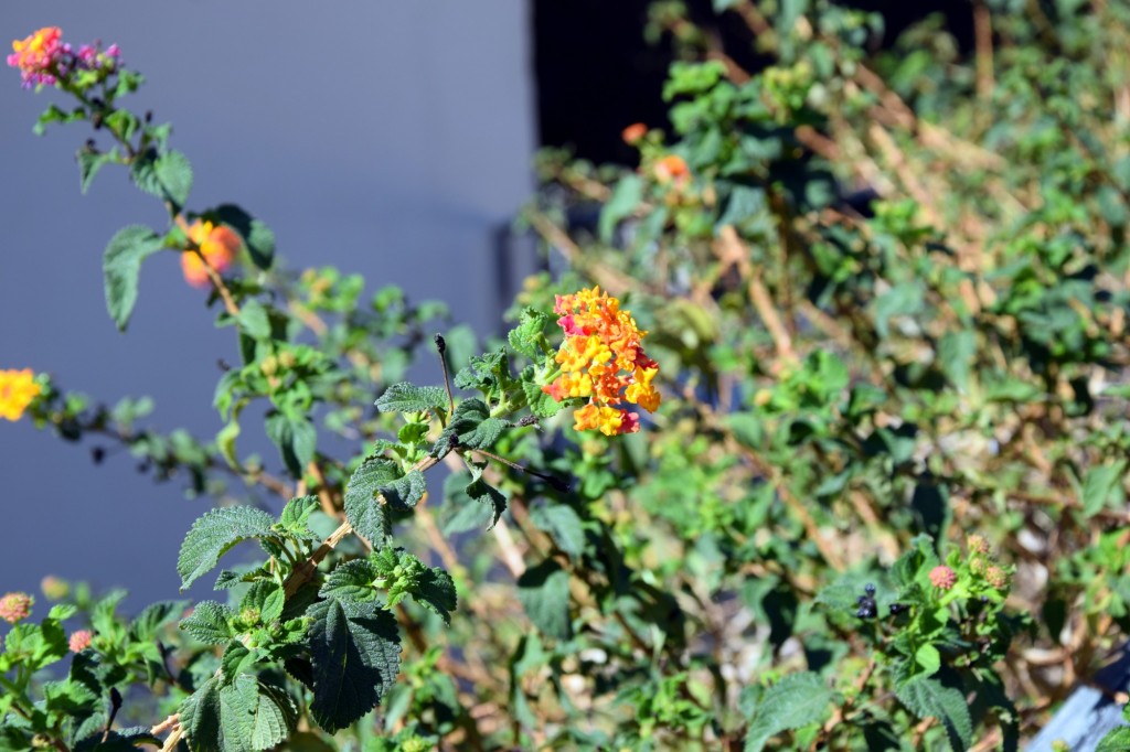 Foto: Parque de los Ingleses - Cádiz (Andalucía), España