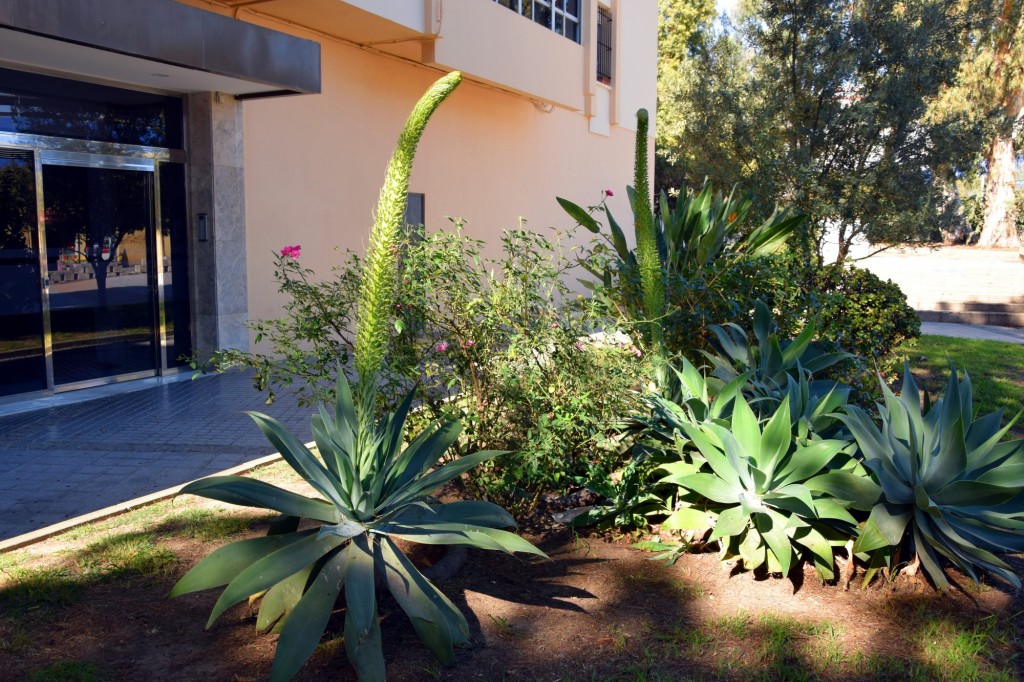 Foto: Jardines INEM - Cádiz (Andalucía), España