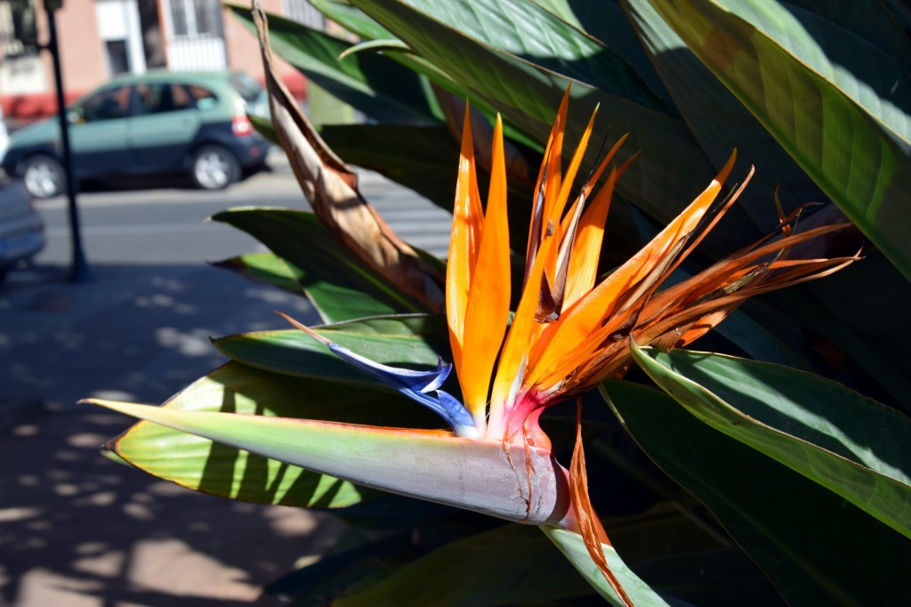 Foto: Parque INEM - Cádiz (Andalucía), España