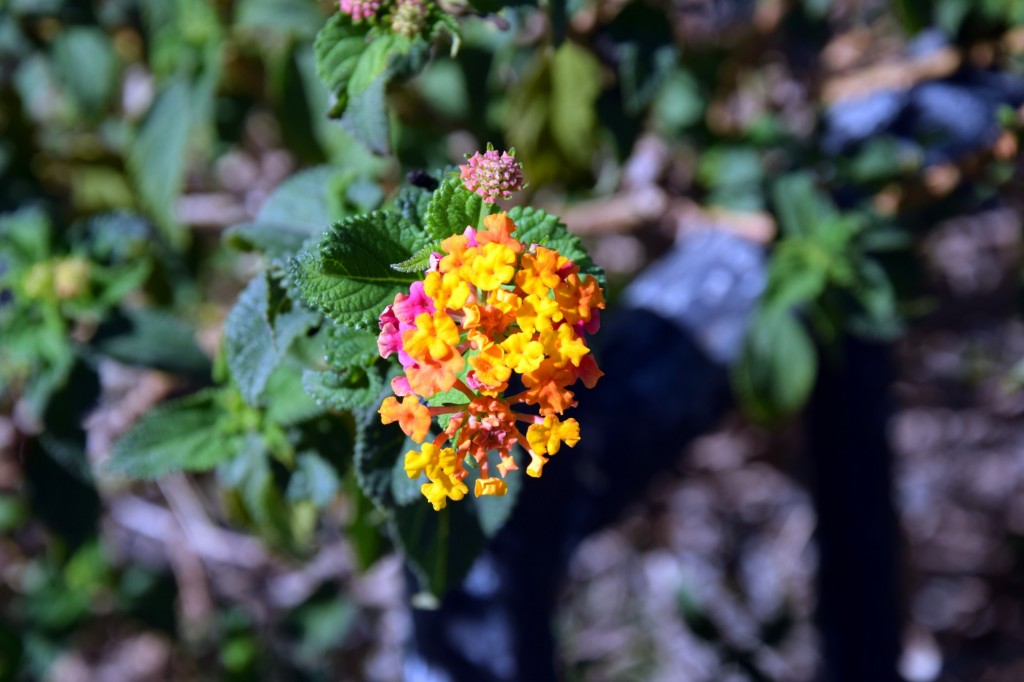 Foto: Parque de los Ingleses - Cádiz (Andalucía), España