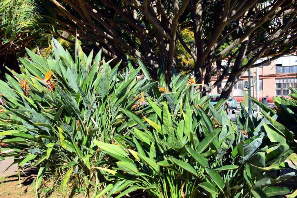 Foto: Parque INEM - Cádiz (Andalucía), España