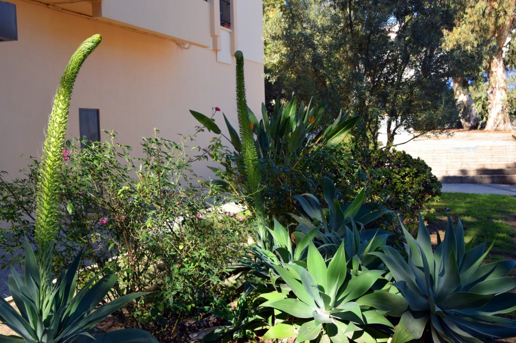 Foto: Jardines INEM - Cádiz (Andalucía), España