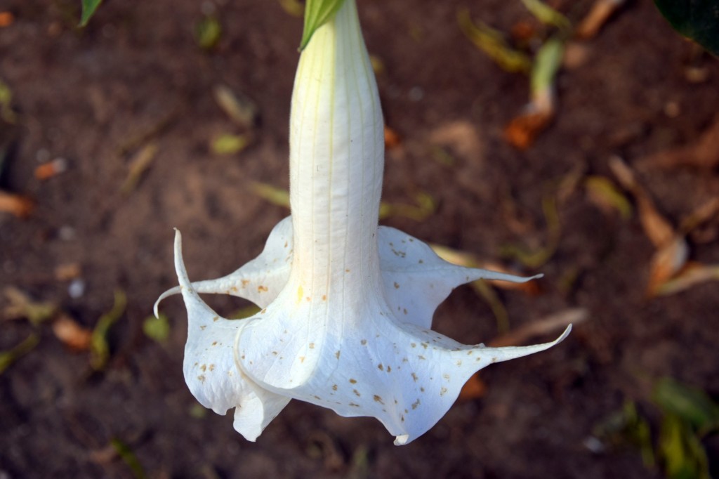 Foto: Plazuela Fariñas Ferreños - Cádiz (Andalucía), España