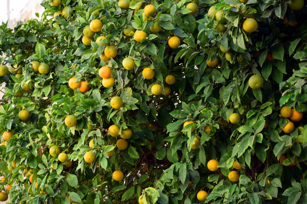 Foto de Cádiz (Andalucía), España