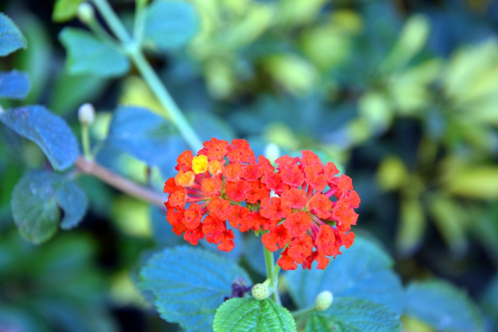 Foto de Cádiz (Andalucía), España