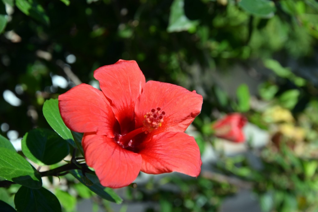 Foto: Hibiscos - Cádiz (Andalucía), España