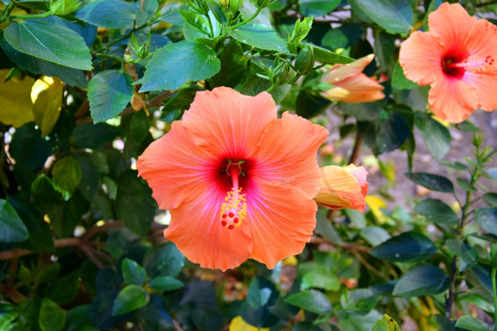 Foto: Plazuela Fariñas Ferreños - Cádiz (Andalucía), España