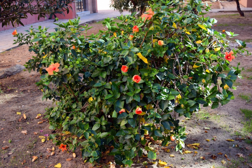 Foto: Plazuela Fariñas Ferreños - Cádiz (Andalucía), España