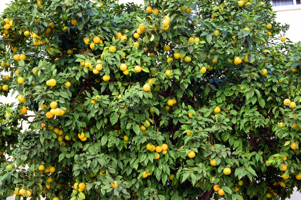 Foto de Cádiz (Andalucía), España