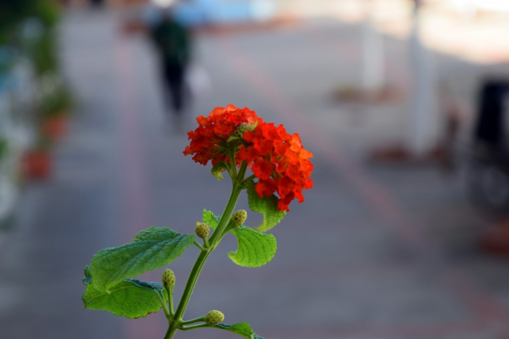 Foto de Cádiz (Andalucía), España
