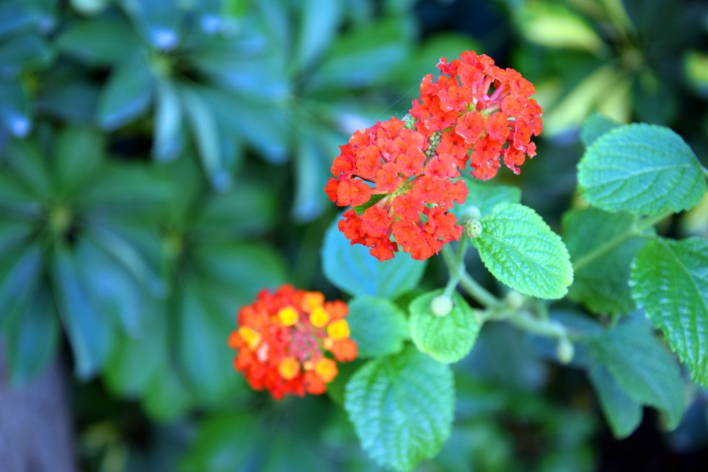 Foto de Cádiz (Andalucía), España