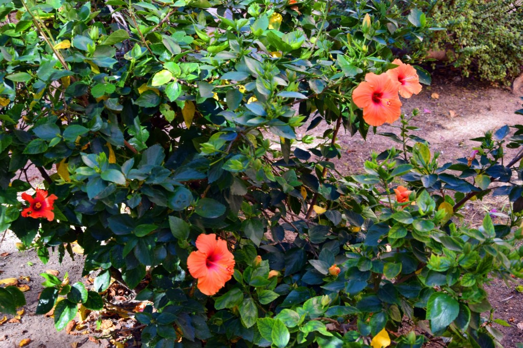 Foto: Plazuela Fariñas Ferreños - Cádiz (Andalucía), España