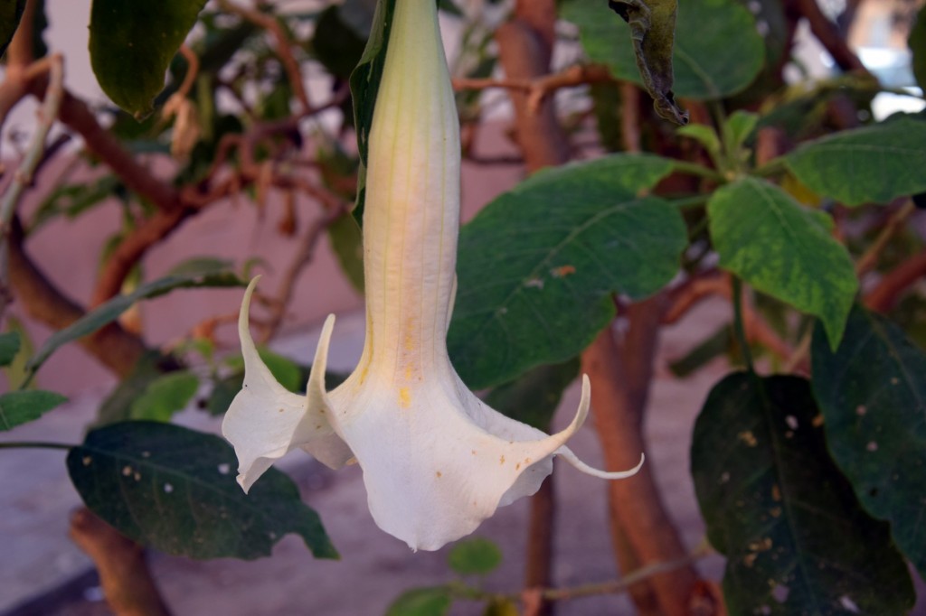 Foto: Plazuela Fariñas Ferreños - Cádiz (Andalucía), España